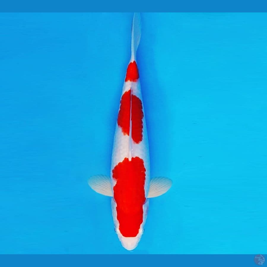 SUZUKA 15 ~ KOHAKU 28 cm/male ™