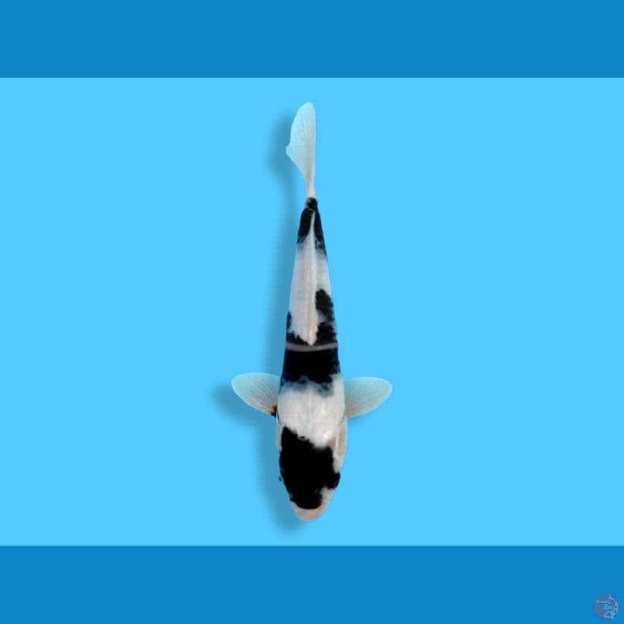 maruten 30cm