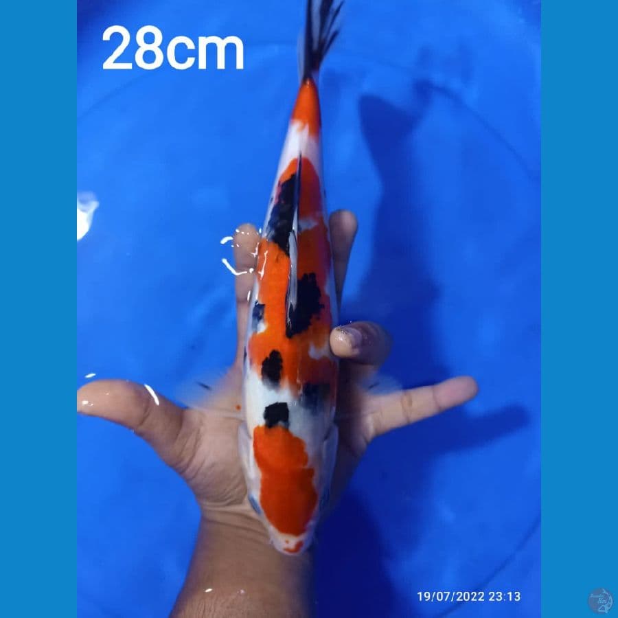 SANKE 28CM