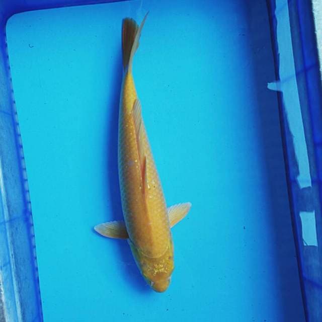Beauty karashi 40cm