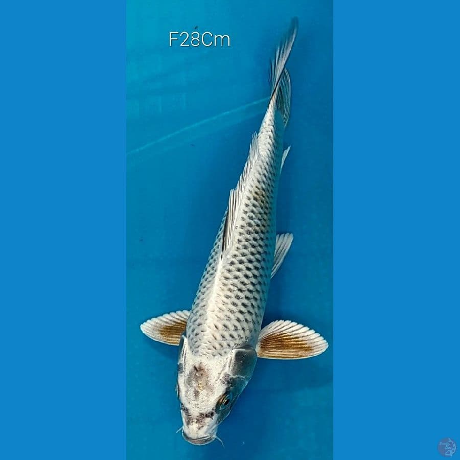 Mukasi F28Cm