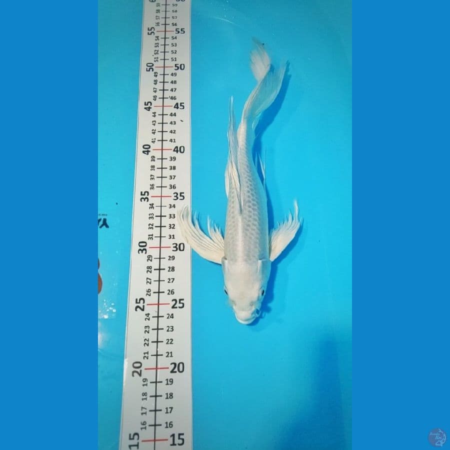 platinum kumpay 28cm