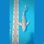 platinum kumpay 28cm