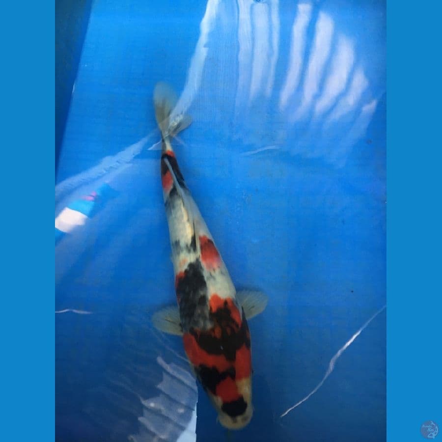 SHOWA TATEGOI 30cm