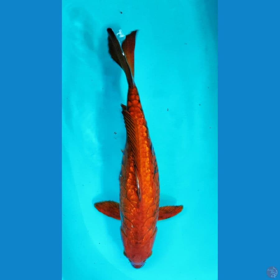 ARAGOKE SISIK NAGA | FM-35CM