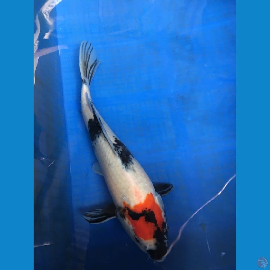 TANCHO SHOWA ORI 35cm