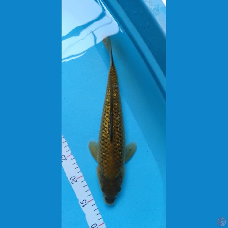 Midorigoi Full Ginrin F36cm