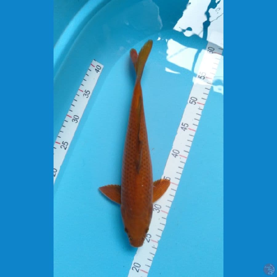 Chagoi Tembaga M 36cm