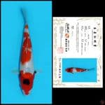 1. SHOWA SAKAI, 22CM
