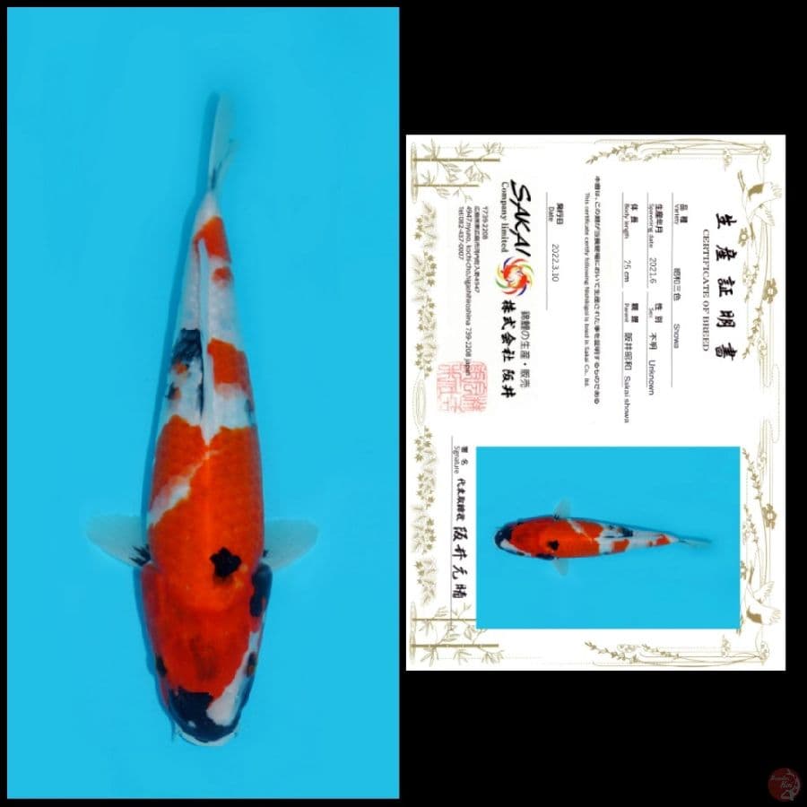 2. SHOWA SAKAI, 25CM