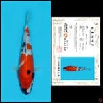 2. SHOWA SAKAI, 25CM