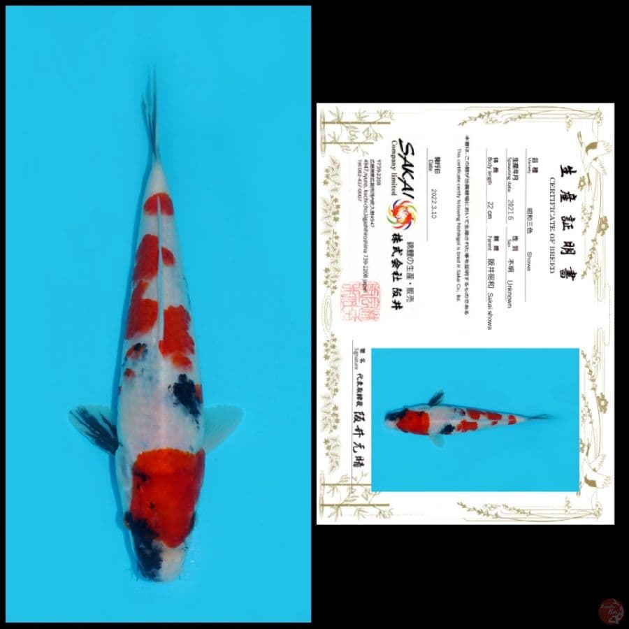 3. SHOWA SAKAI, 22CM