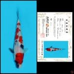 3. SHOWA SAKAI, 22CM
