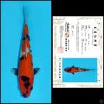 4. SHOWA SAKAI, 24CM