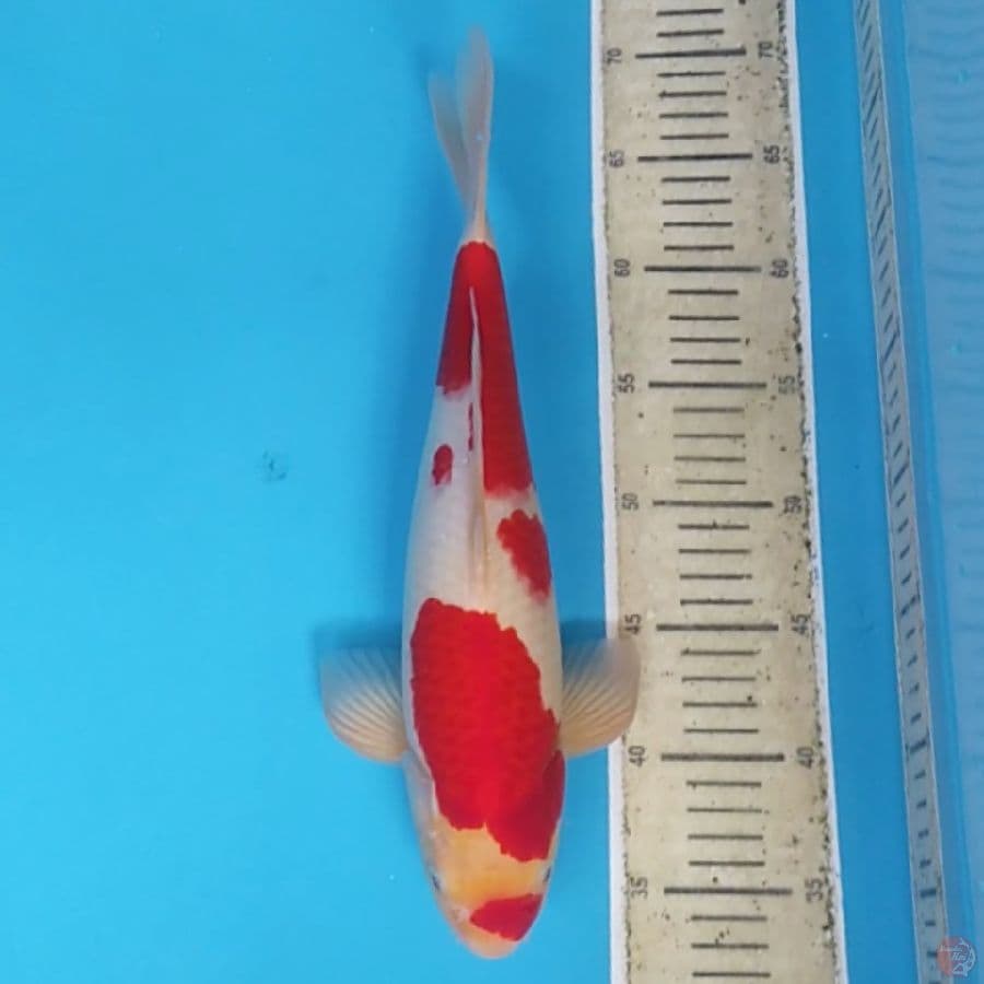 Kohaku Strong ~35