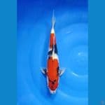 Showa size 33 cm m