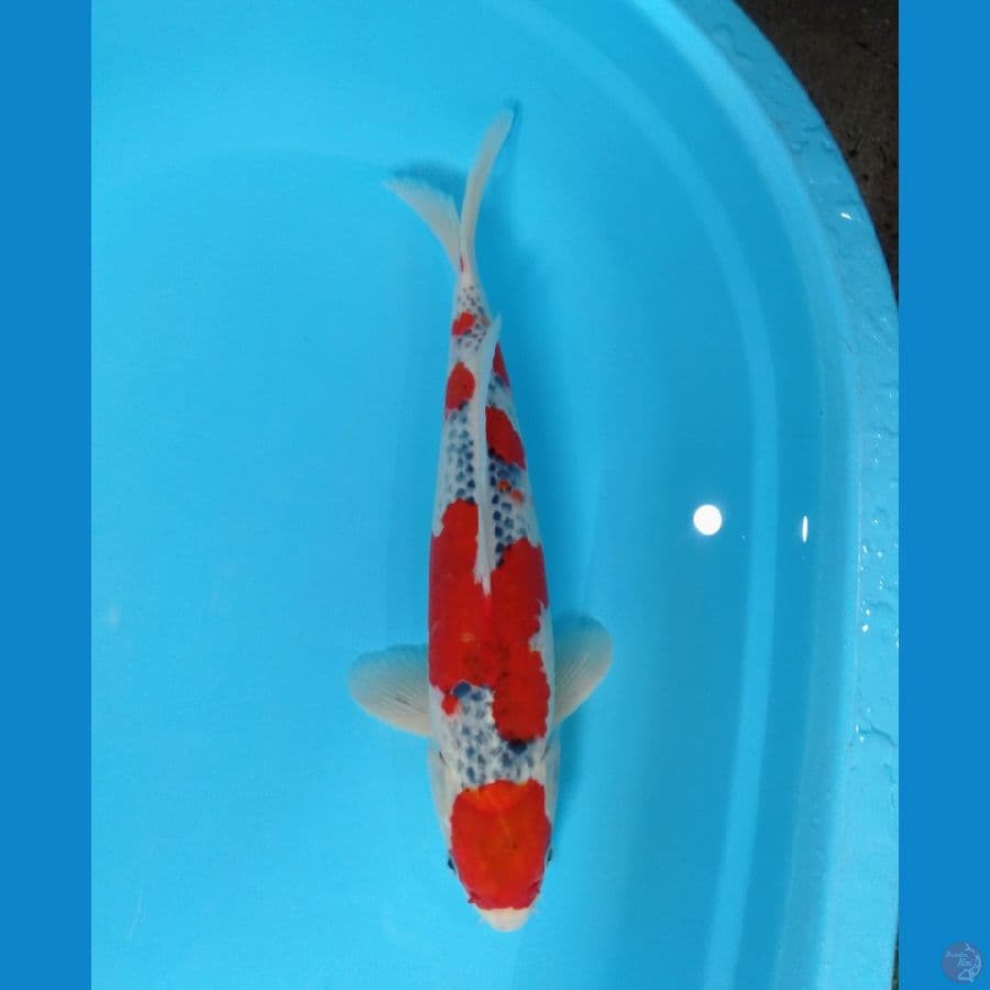 goshiki SQ 40cm (male)