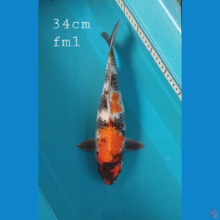 Kin Showa 34cm fml