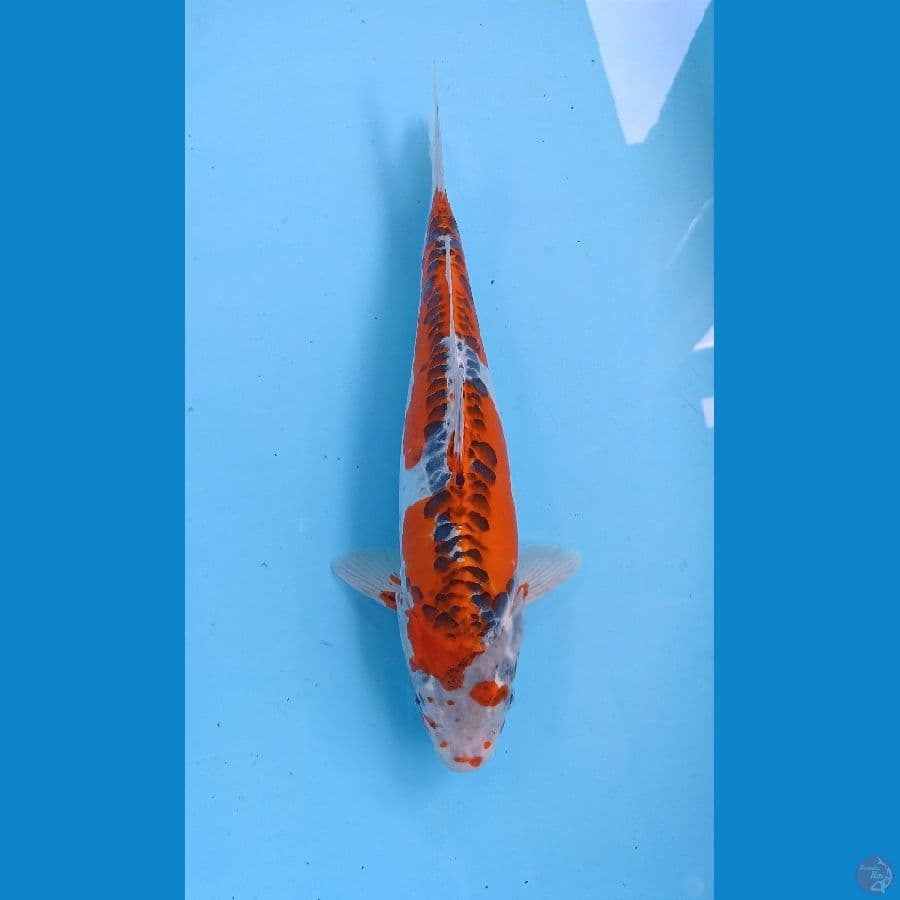 kujaku doit 33cm