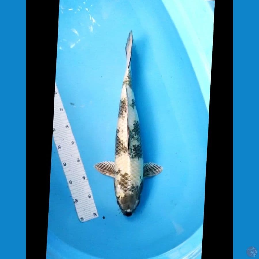 Gin Shiro 50 cm mantap