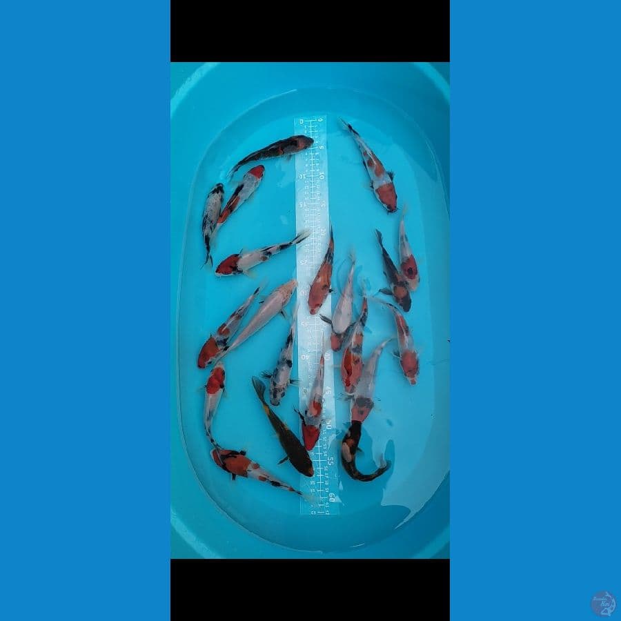 showa mix 15-19cm 20 ekor