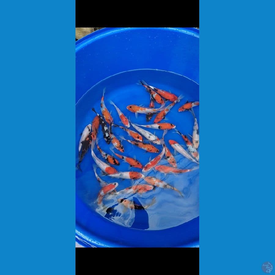 Showa mix 20bu-23cm 32 ekor