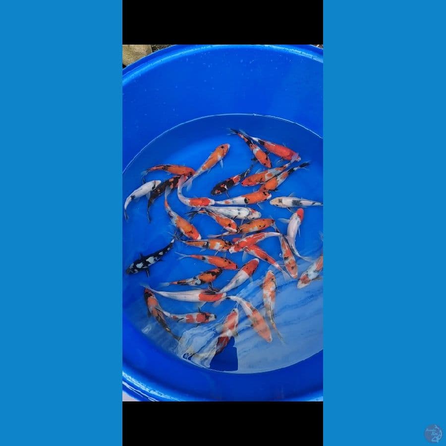 Showa mix 20bu-23cm 32 ekor