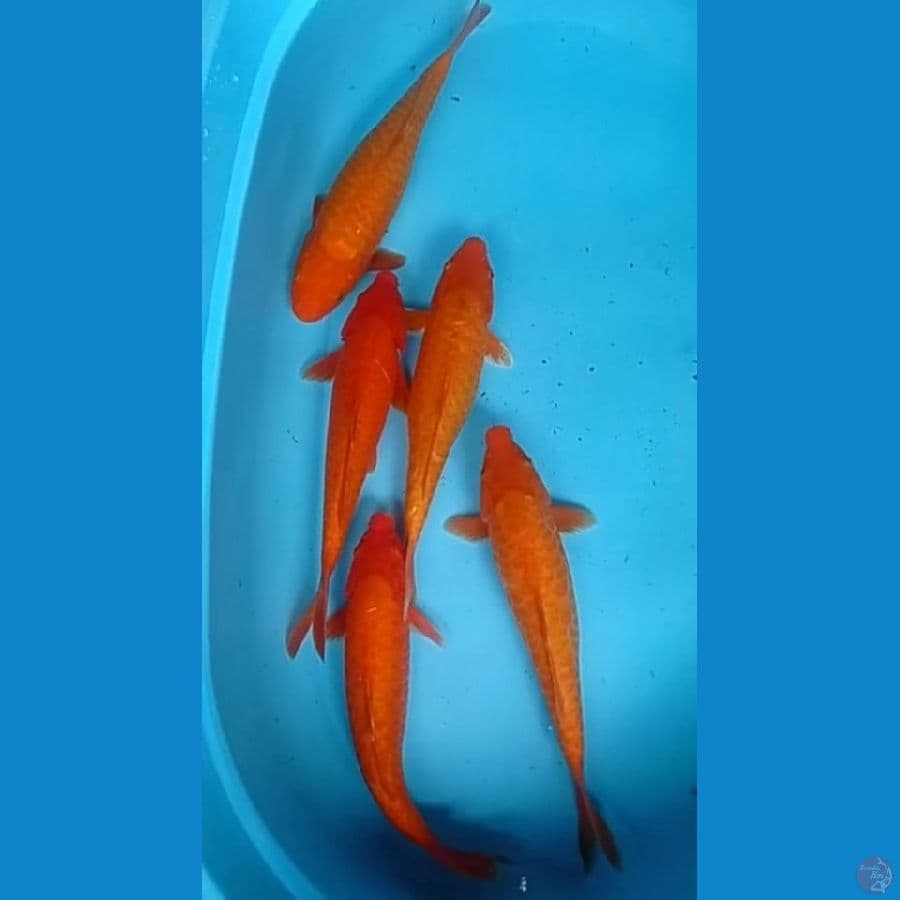 BeniKarashi Aragoke34-39cm