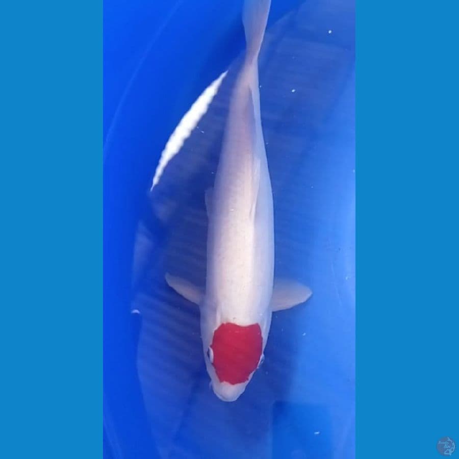 tancho ori 47cm