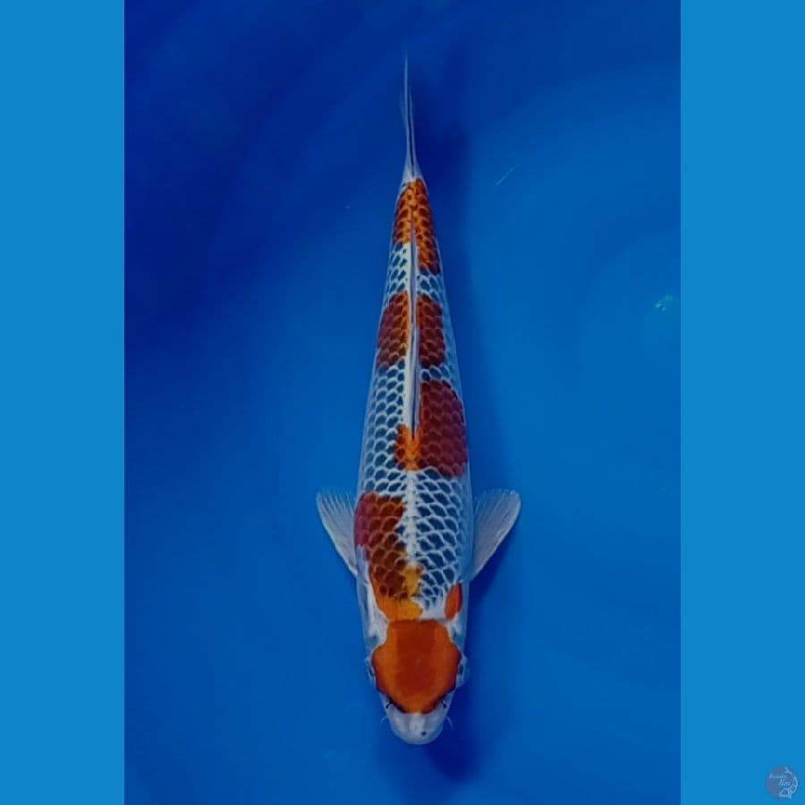 gosiki 33 cm 