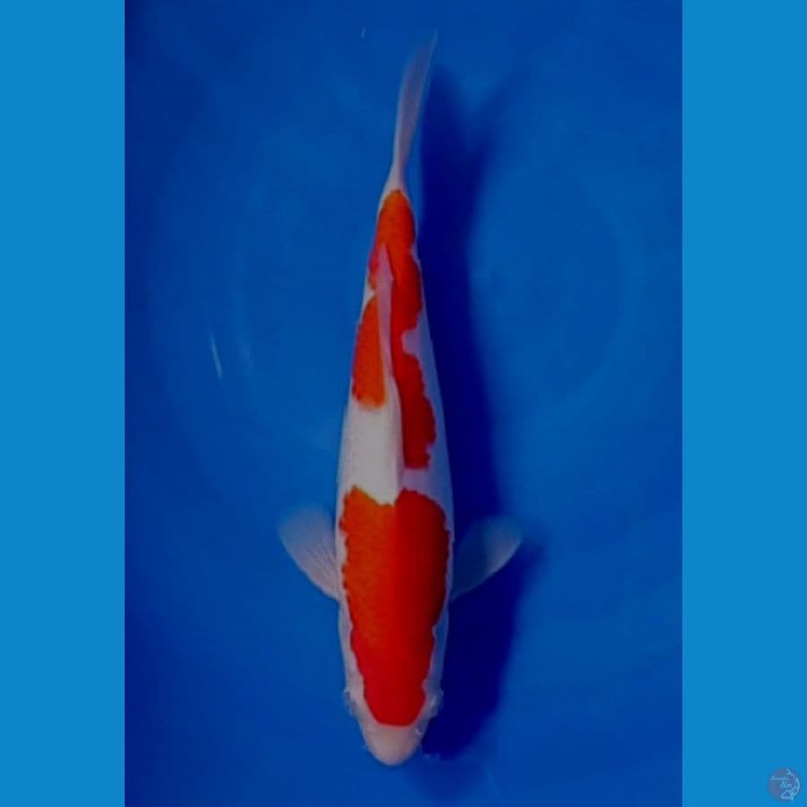 32 cm male orijinal 