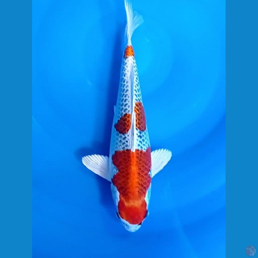 kujaku 32 cm male 
