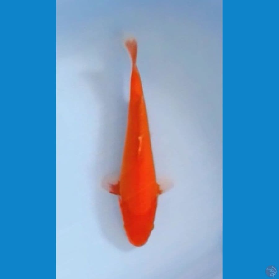 Aka Hajiro 30cm (F)