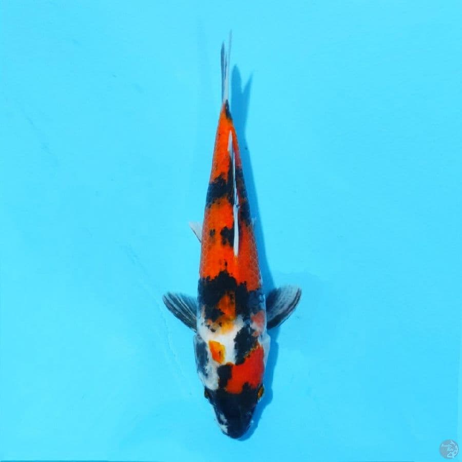 3. SHOWA SANSHOKU 25 CM FEMALE