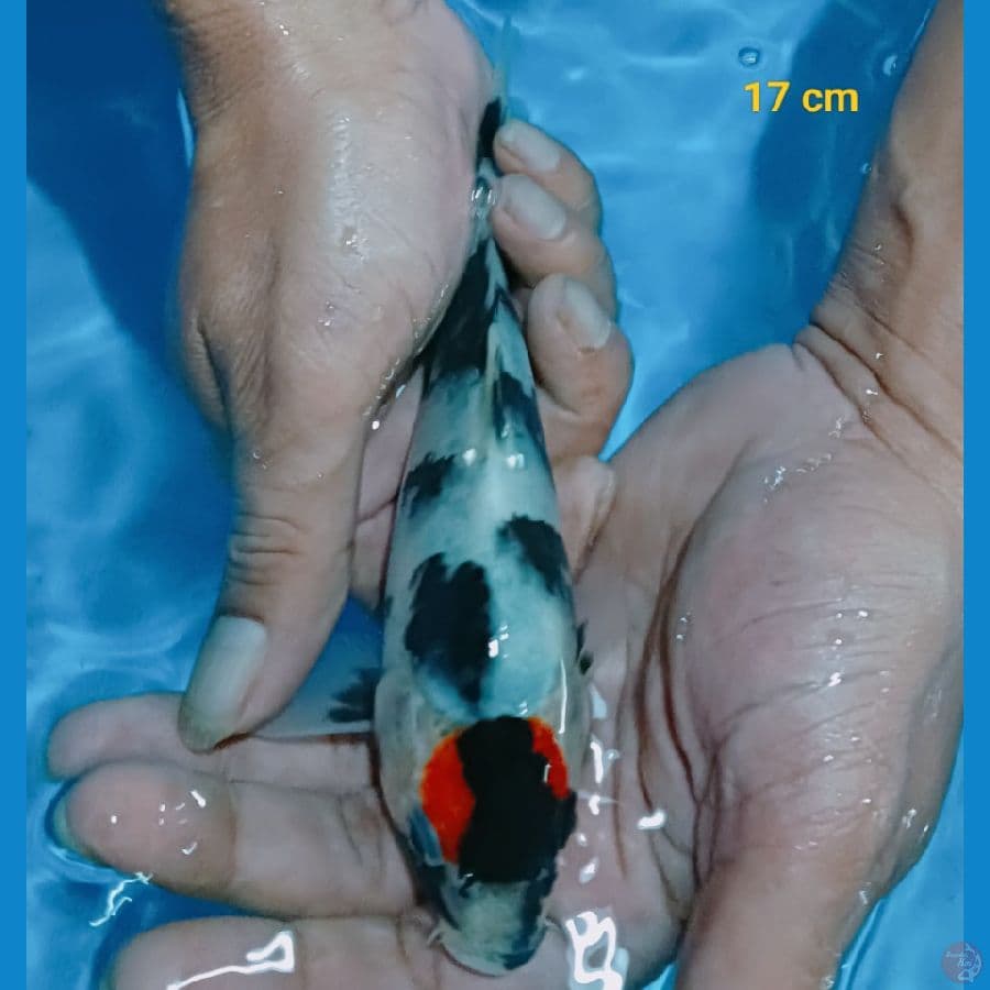 Tancho Showa 17 cm
