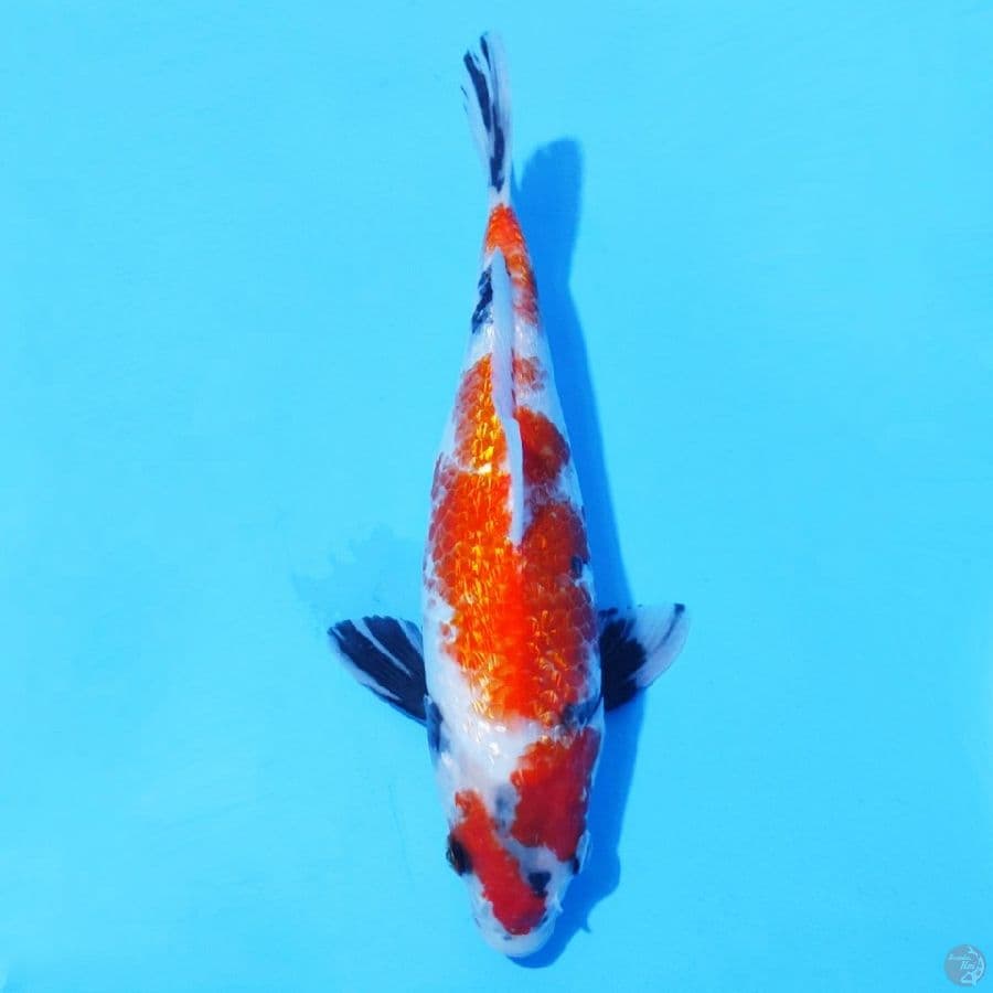 1. GINRIN SHOWA 27 CM FEMALE