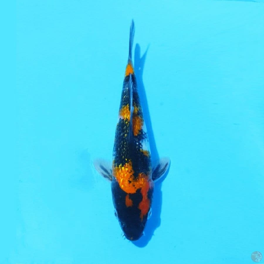 4. GINRIN SHOWA 20 CM FEMALe