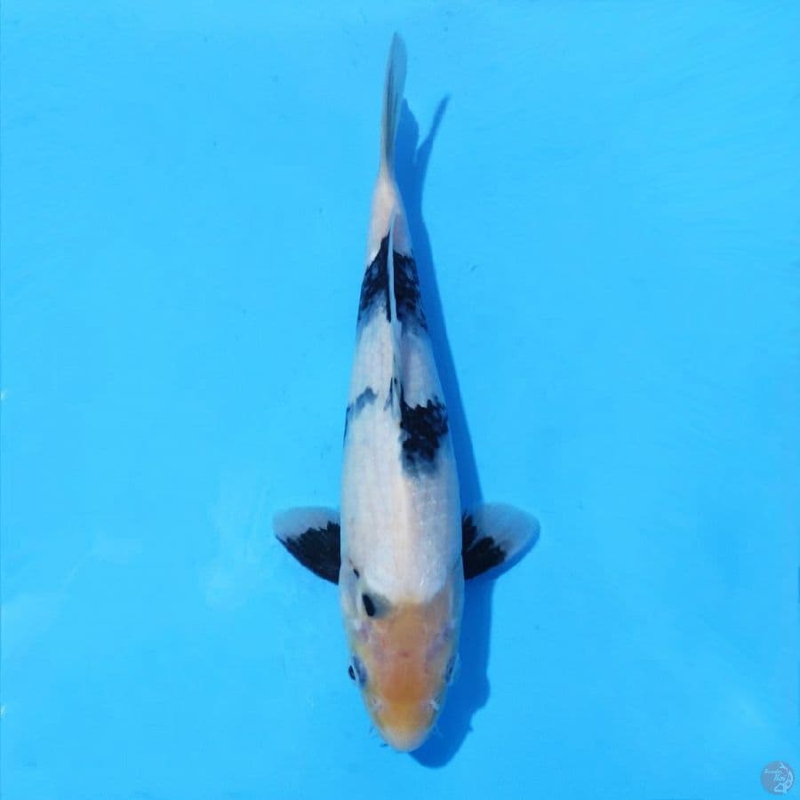 9. SHIRO UTSURI 27 CM FEMALE