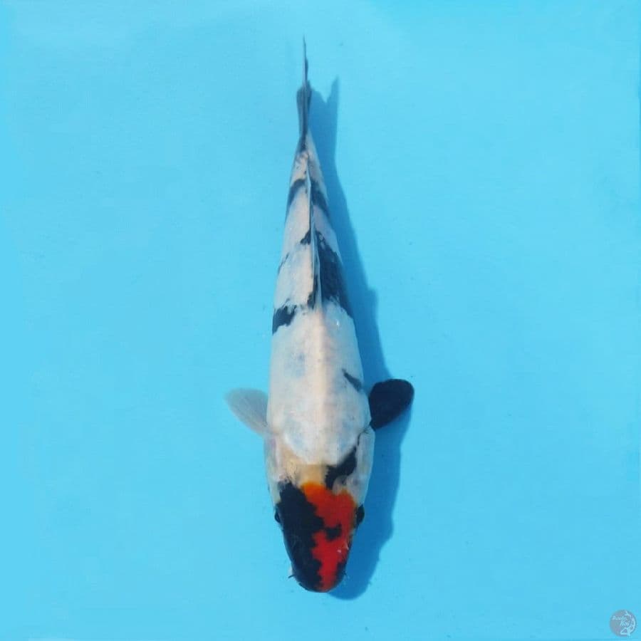11. TANCHO SHOWA 21 CM FEMALE