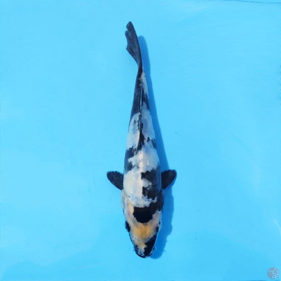 13.DOITSU SHIRO 19 CM MALE