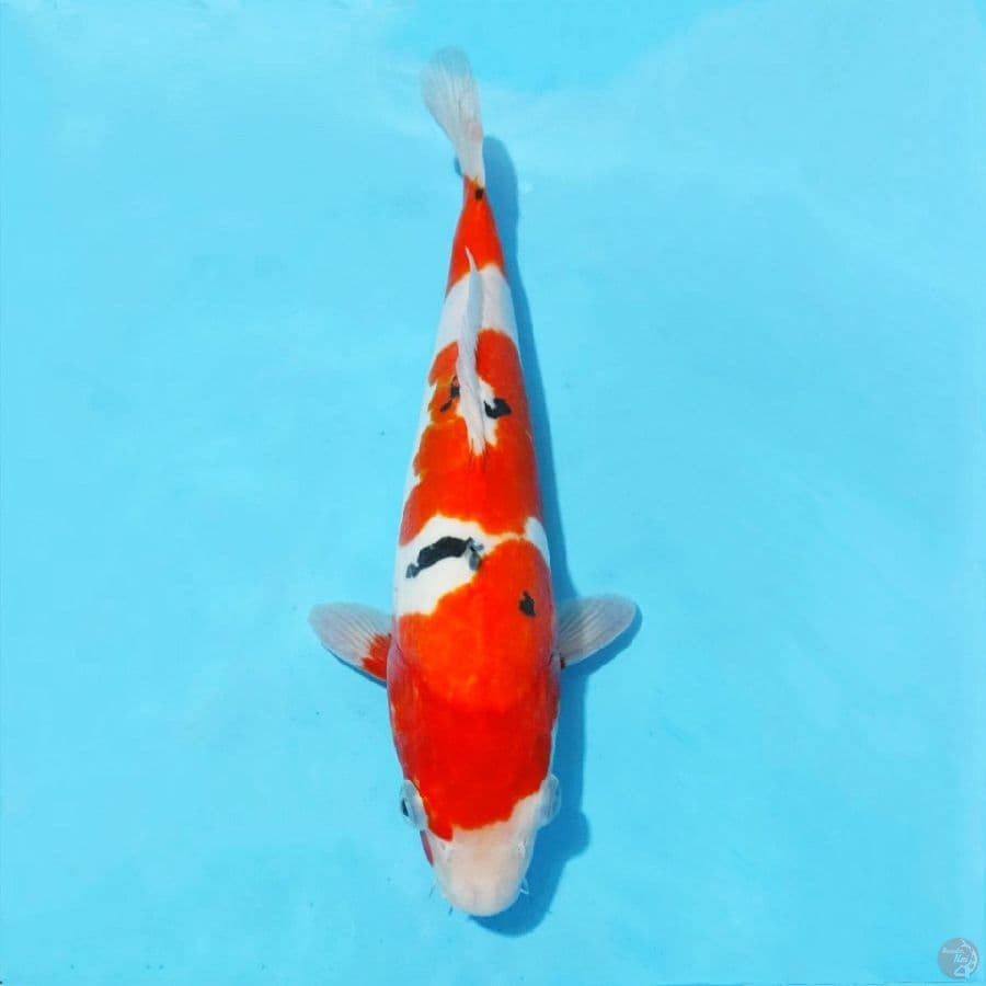 14. DOITSU SANKE 28 CM FEMALE