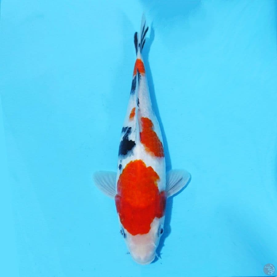15. SANKE 25 CM FEMALE