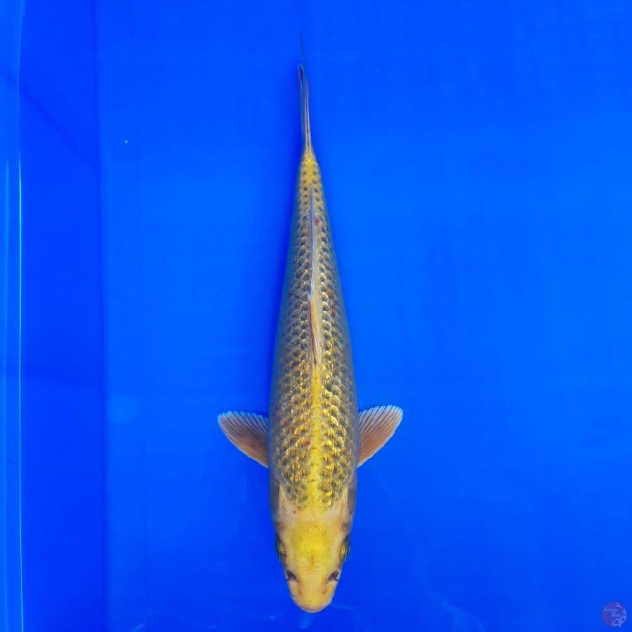 Ki Matsuba Ginrin 25bu