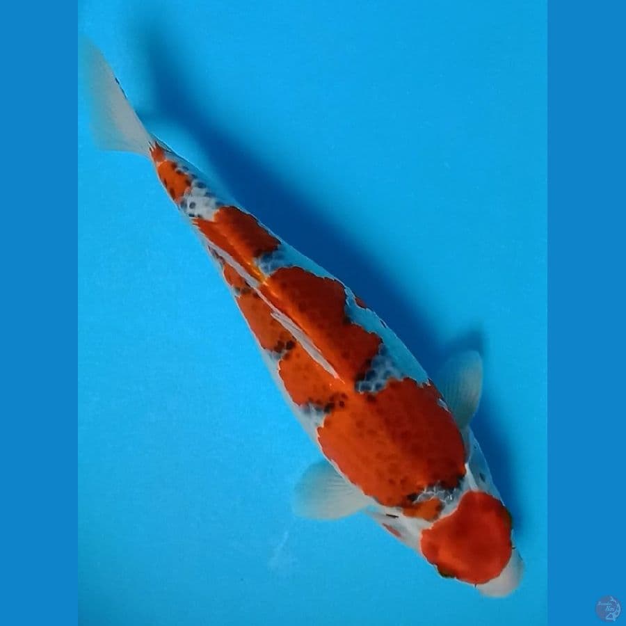 Maruten Goshiki