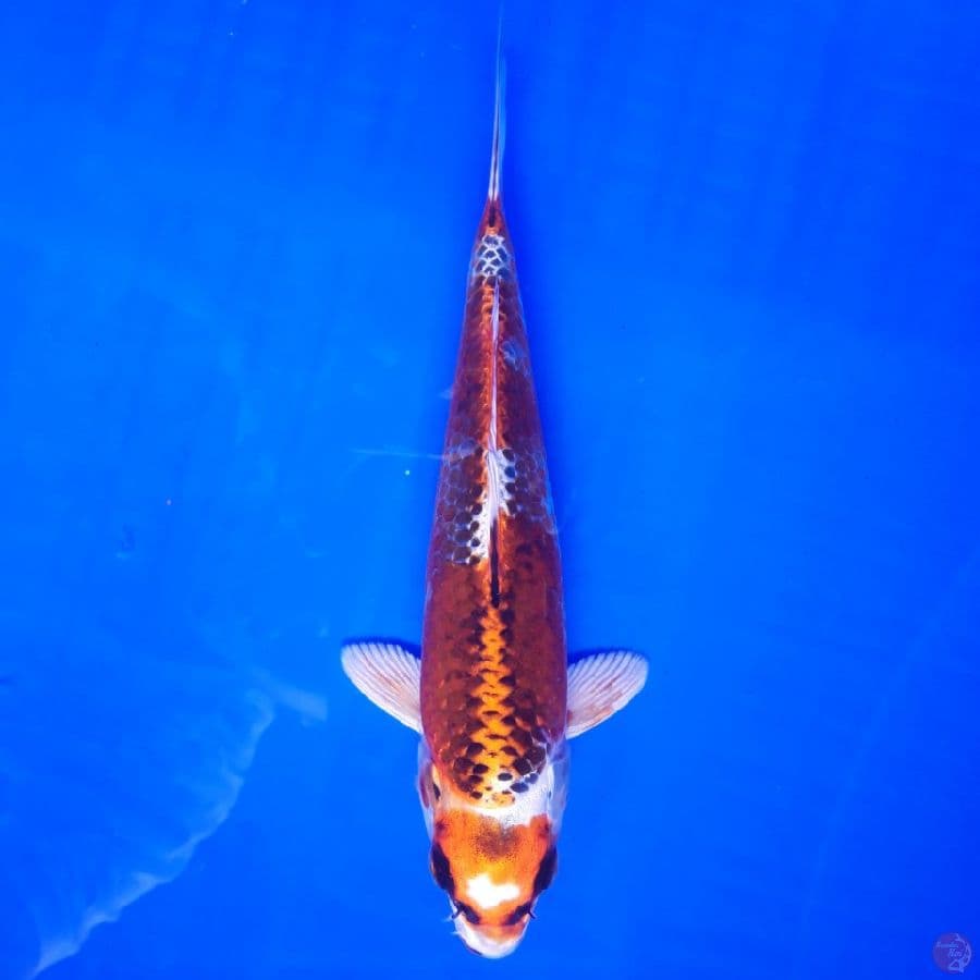 Maruten Kujaku 21cm