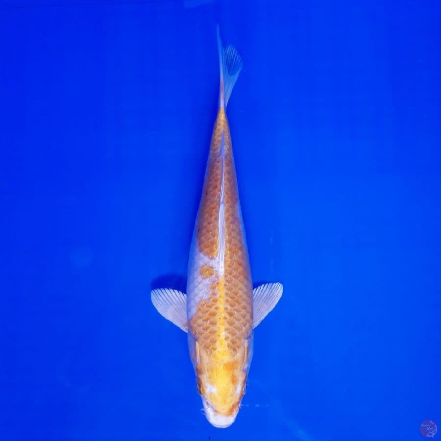 Hariwake Strong Bulky 22cm