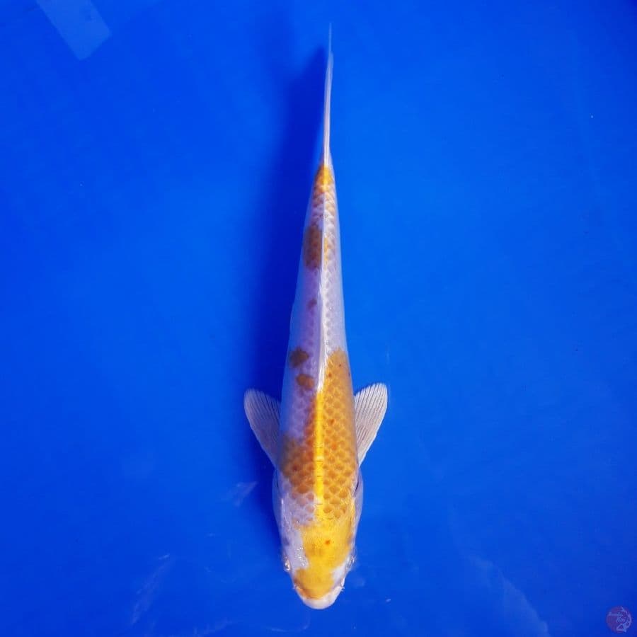 Hariwake Strong 22cm