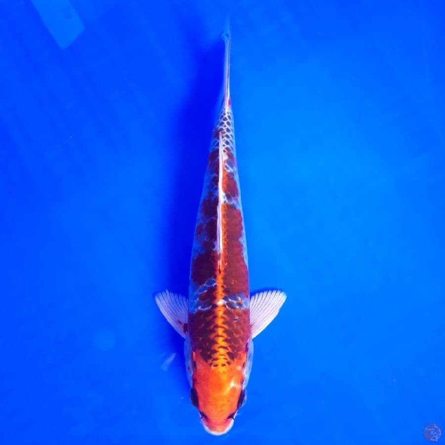 Kujaku Racing 21cm