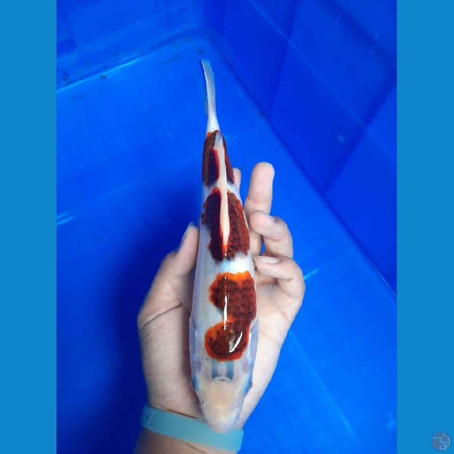 Ai Goromo 25 cm