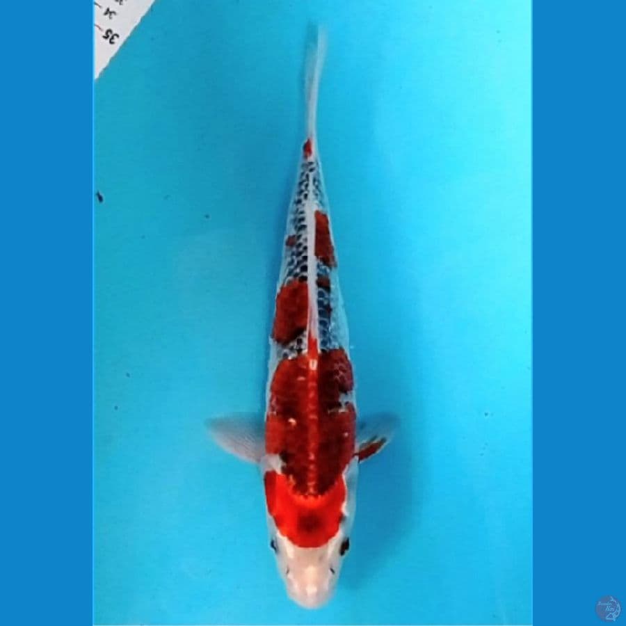 gosiki 28 cm 